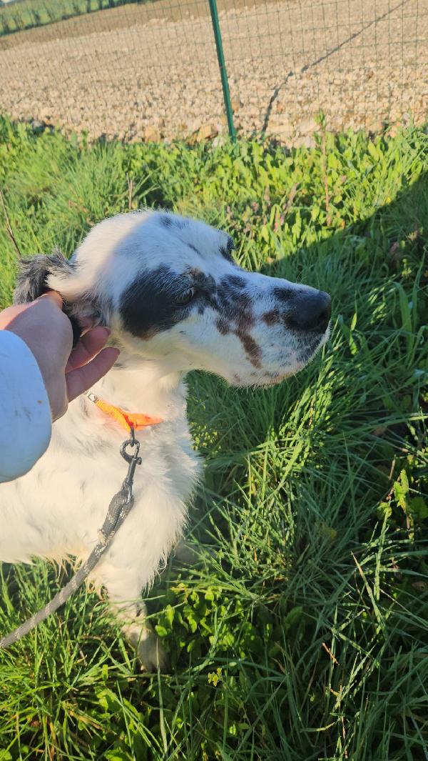 💕ZEUS CERCA CASA 🏠❤️ Foto 5